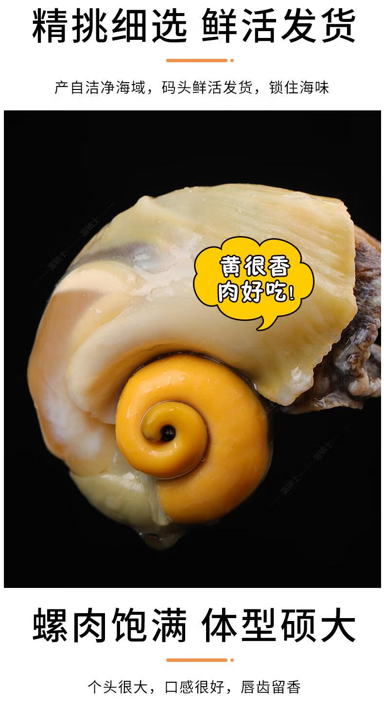 富铭士 海螺鲜活海螺新鲜冷冻海鲜水产贝壳类田螺海螺肉大海螺 3斤装