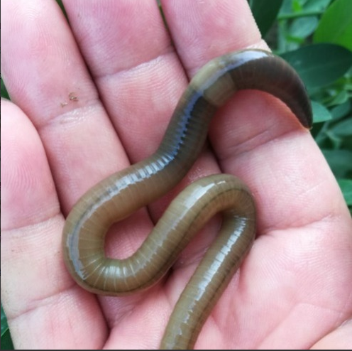 青蚯蚓活饵黄鳝地龙蚯蚓垂钓鱼饵黑蚯蚓活体青蚯蚓松土大蚯蚓 小号