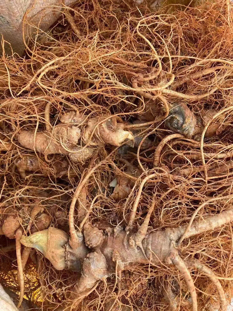 新鲜三七精选云南文山三七头带根须新鲜田七泡酒料活三七250g500g三年