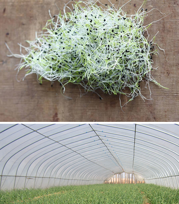 美国花旗韭葱w种子蔬菜籽蒜苔青蒜韭葱种子四季播蒜苗种子洋蒜美国