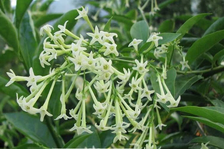 夜来香九里香花苗 驱蚊香草 驱蚊草 盆栽花苗 夜来香树苗当年开花