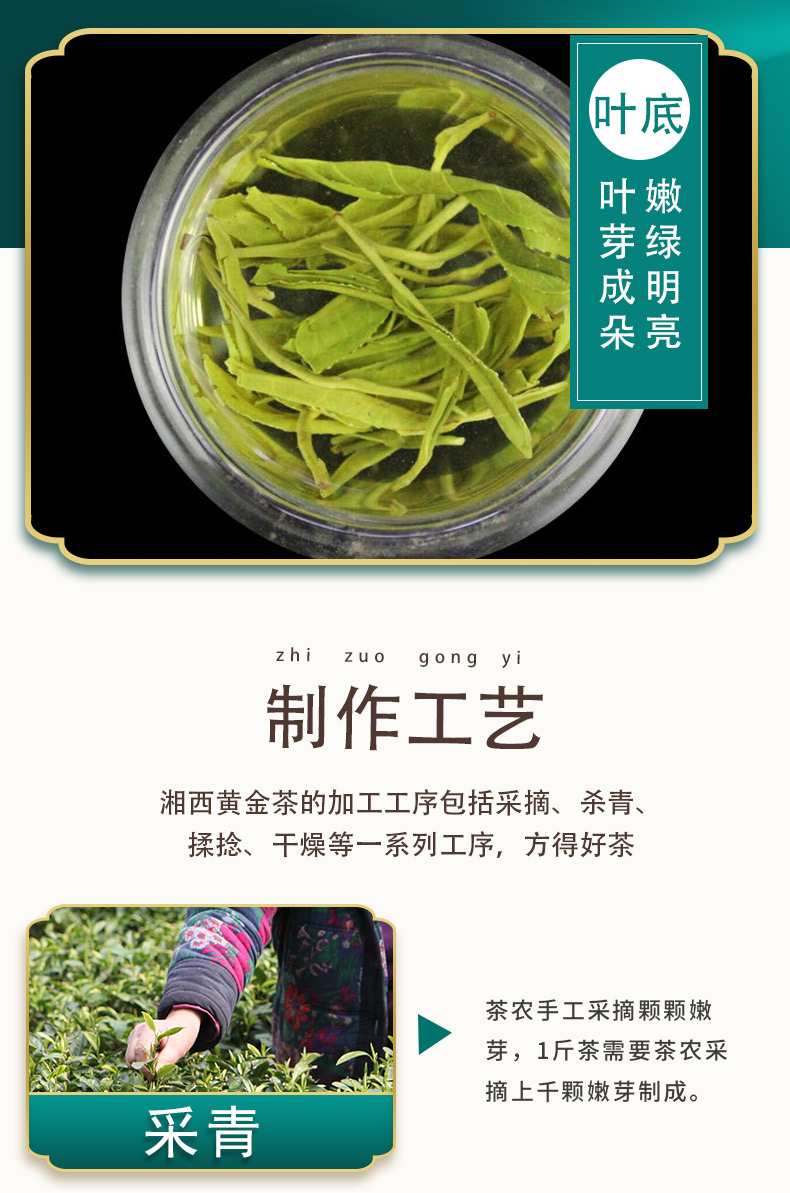 湖南黃金茶湘西明後新茶半斤保靖黃金春茶高山雲霧毛尖穀雨綠茶葉