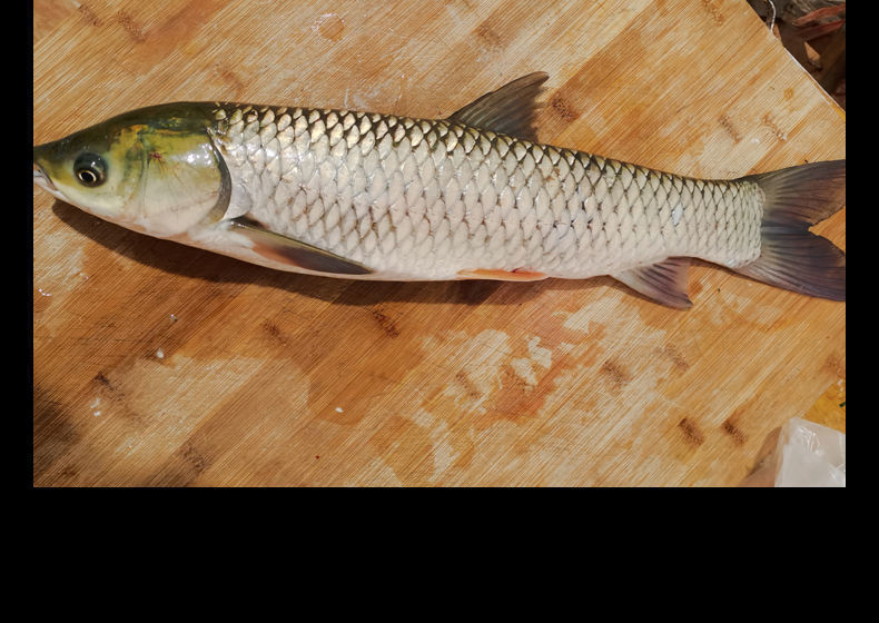 新鮮草魚微山湖鮮活純野生草青皖魚淡水螺螄青 麗鮮玫 5斤以上【損耗