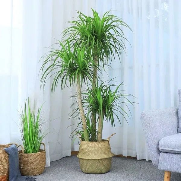 大型绿植龙须树多头龙血树龙铁树室内客厅盆栽花卉植物办公室盆景sx独