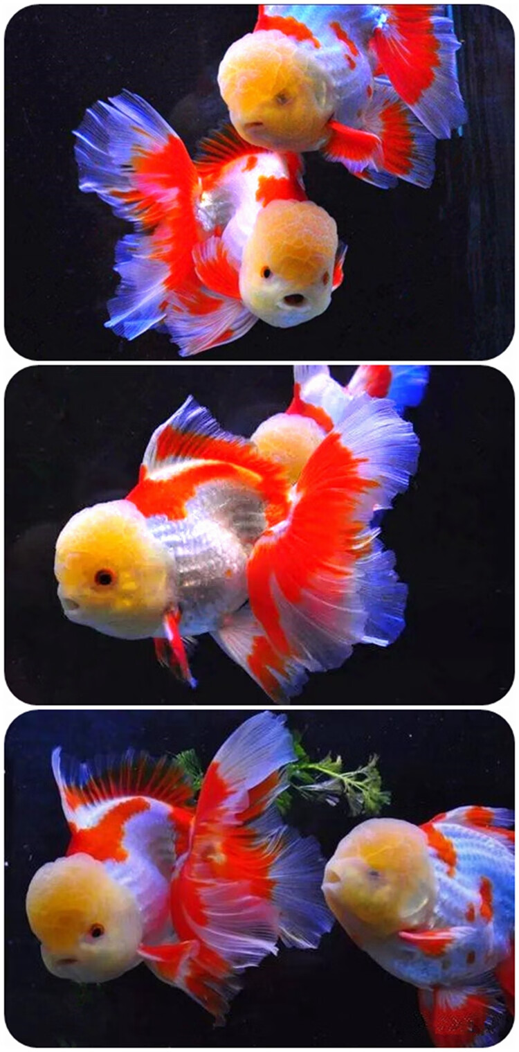 森悠saryor金鱼活鱼观赏鱼红白泰狮鱼淡冷水宠物包活78cm黑泰狮精品1
