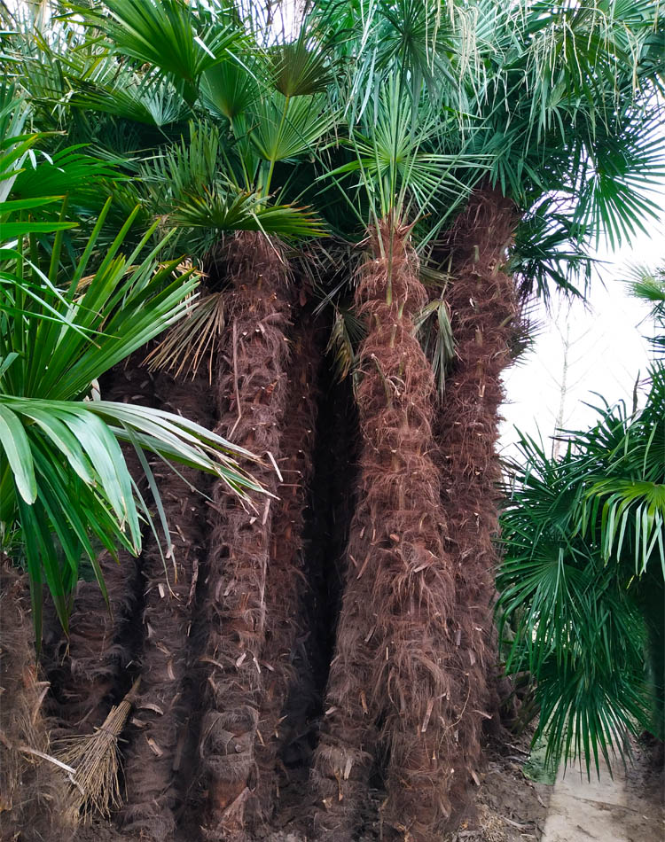 棕榈树苗棕树苗棕榈苗扇子植物四季常青景观绿化庭院树苗耐寒 棕高1.