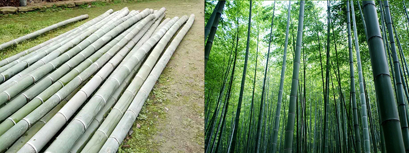 实心竹原料新鲜现现做楠竹竹筒竹杯定制天然原材料竹筒饭竹编竹雕团购