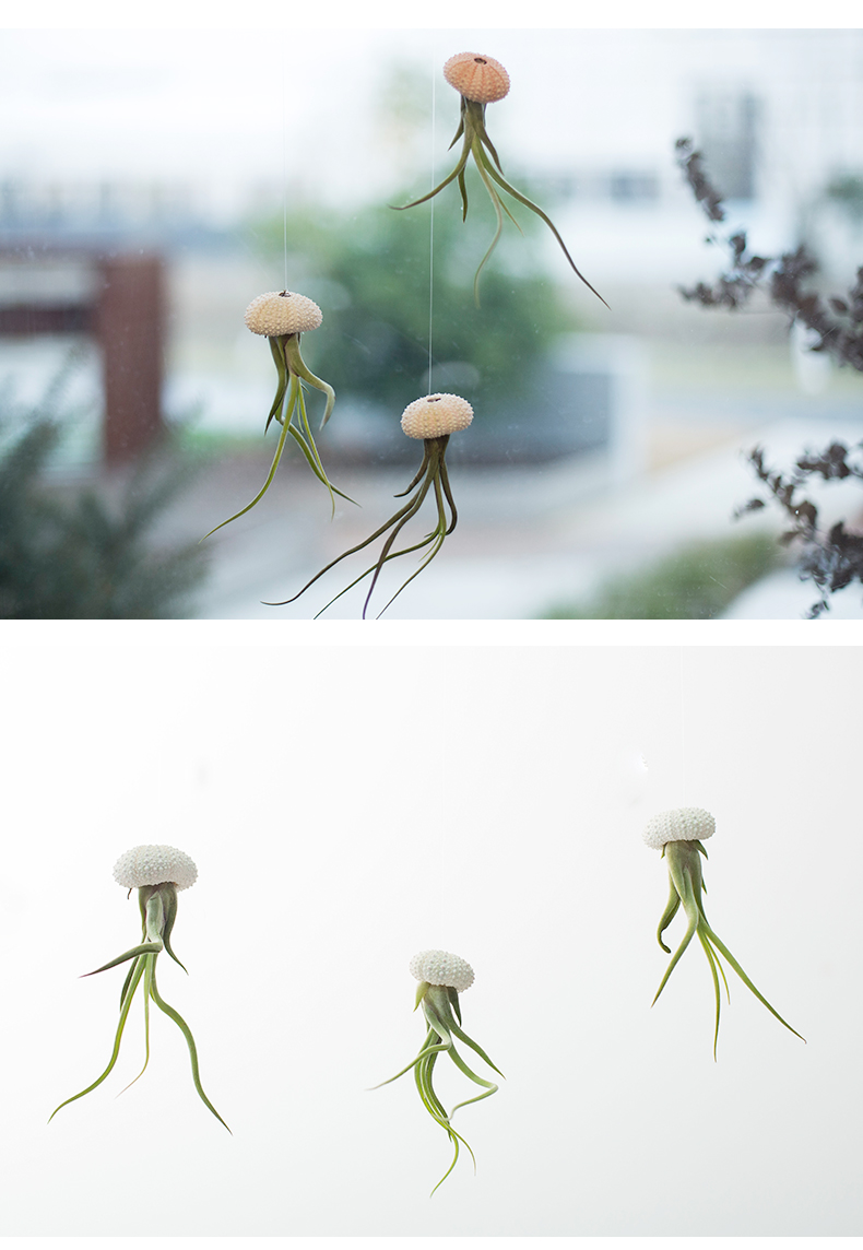 绿植创意易养吊挂悬挂支架底座空气凤梨植物 空气凤梨-维多利亚精灵