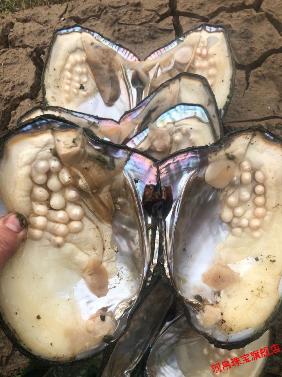 珍珠蚌自己开 珍珠活蚌可自己开蚌多珠蚌单珠蚌自家养殖多珠蚌鲜活