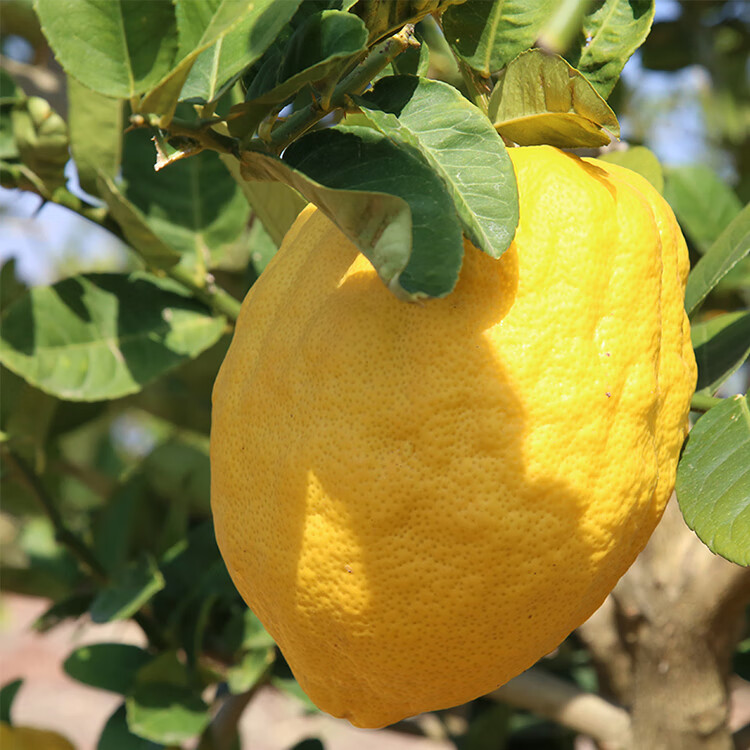 雲南香緣大果新鮮香櫞果柑水果農家自種香園非金華佛手38斤現摘新鮮