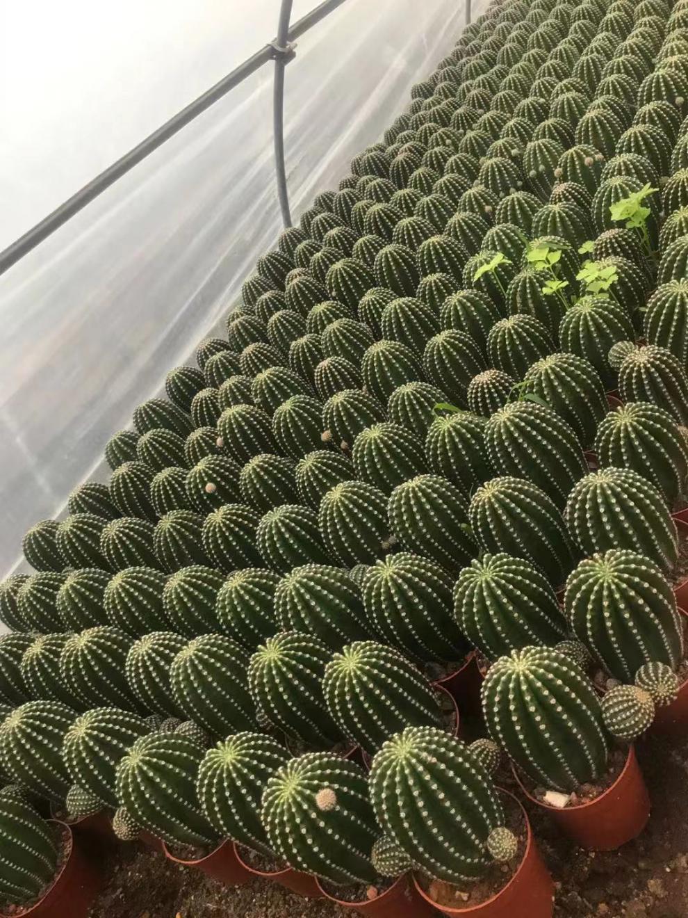 超大黑金刚仙人球易养室内阳台含盆带土栽好 金刚锦16-17高 带盆栽好