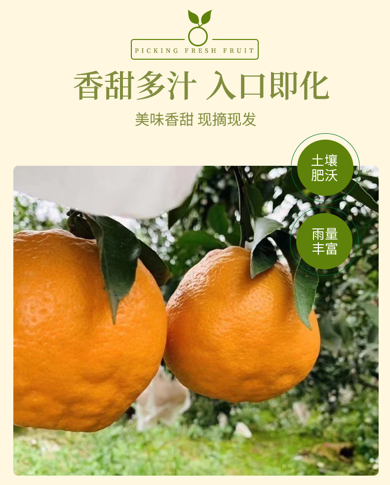 爆浆耙耙柑上火吗(耙耙柑吃多上火吗)