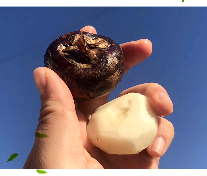 正宗农家新鲜现挖水果水晶庐江马蹄10斤大果广西荸荠蔬菜荔浦饽荠2500
