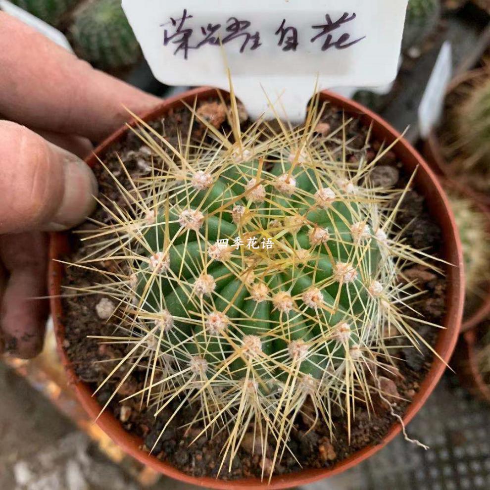 飞碟毛花柱 杂交彩草仙人球仙人柱 红星毛花柱随机品种毛花柱植物 杏