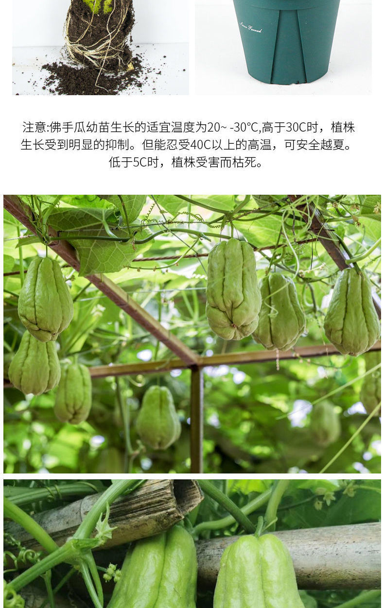 佛手树苗种植方法图片