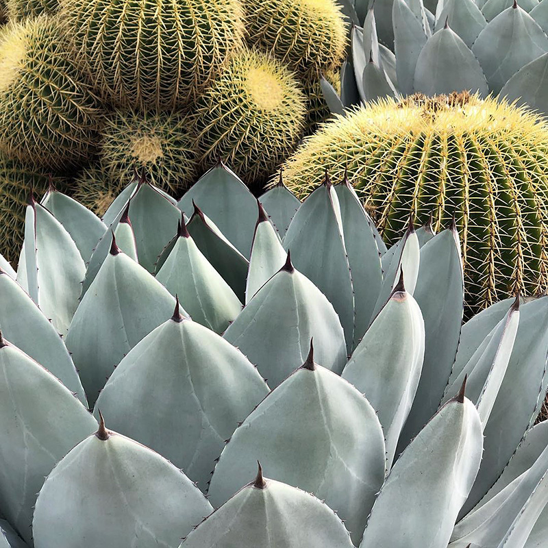 丸叶虚空藏一物一拍 圆叶龙舌兰沙生多肉植物绿植盆栽锋霸 丸叶虚空藏
