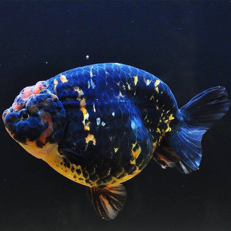 不二臣新手养鱼淡水蓝瘦金鱼兰寿金鱼精品赛级富贵鱼观赏鱼蓝兽金鱼