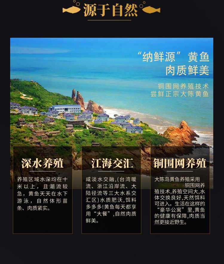顺丰空运超朴正宗大陈岛大黄鱼2斤黄花鱼东海鲜舟山特产黄鱼鲜活水产2