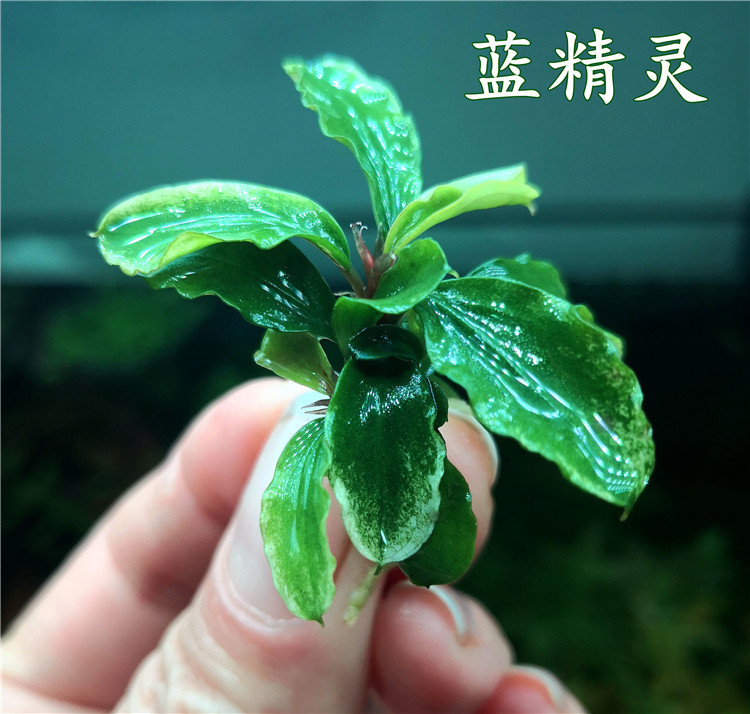 搭啵兔水草布朗尼蓝精灵迷你幽灵辣椒榕水下鲜活阴性易养成迷你幽灵5