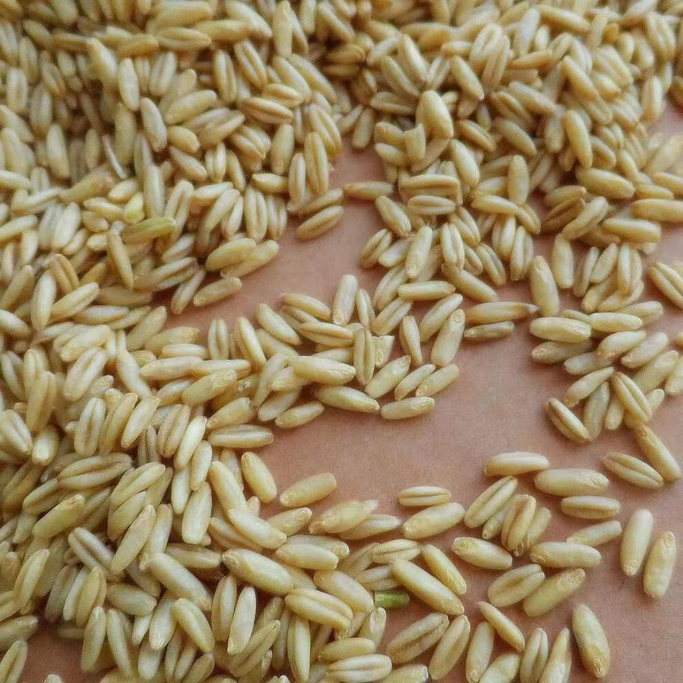 新货燕麦米5斤 农自种燕麦仁荞麦米全胚芽燕麦五谷杂粮粗粮1斤 5斤