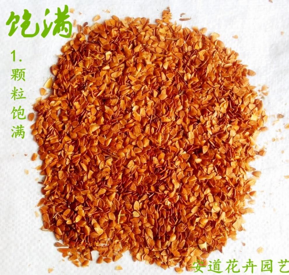 正宗红油香椿种子去翅净籽速生芽苗菜香椿树种子包发芽春秋可种植