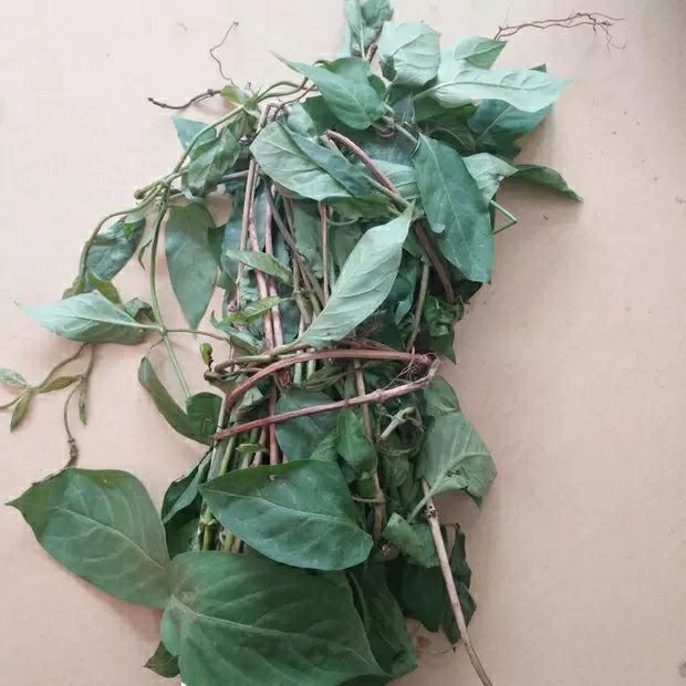 现摘鸡屎藤通藤皆治藤鸡矢藤鸡屎藤凉茶新鲜现采3斤1500克