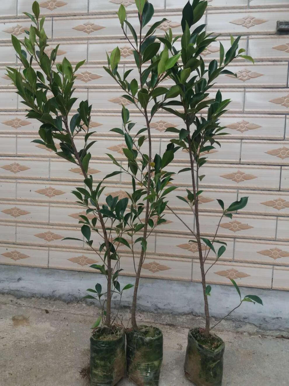 采缇榕树小叶榕长根须榕树苗室内室外风景树家庭城市公园路旁绿化苗木