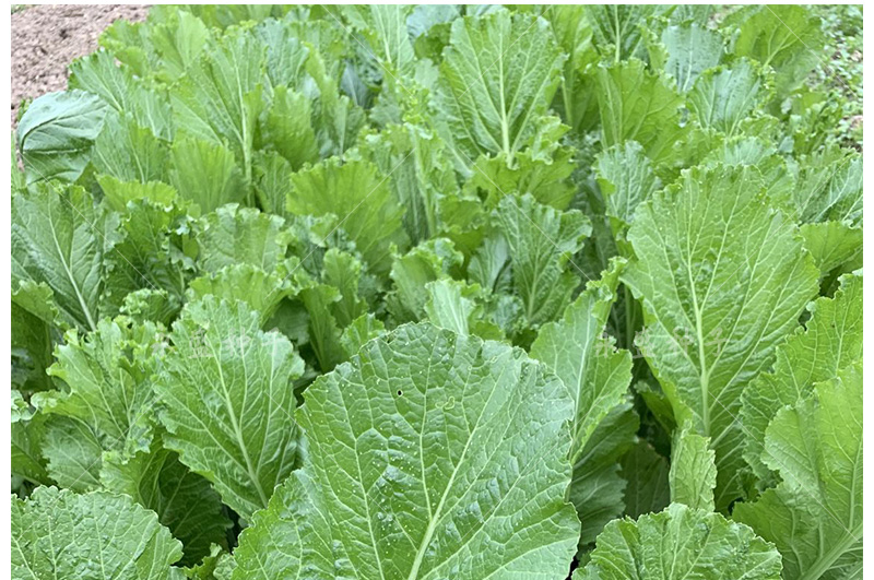 芥菜種籽本地土芥菜種子肉厚大葉高產青菜可醃製酸菜芥菜蔬菜種孑大肉