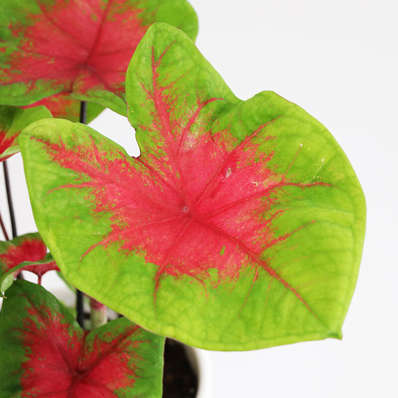 绿天鹅绒海芋 彩叶芋 花叶芋海芋白色圣诞粉色草莓室内绿植物盆栽