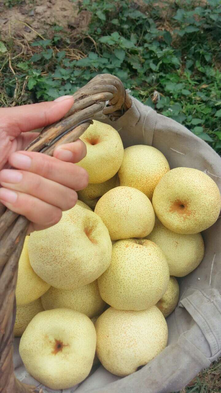 玫栀正宗砀山酥梨精品装特级贡梨新鲜水果当季整箱10斤礼盒装15只装4