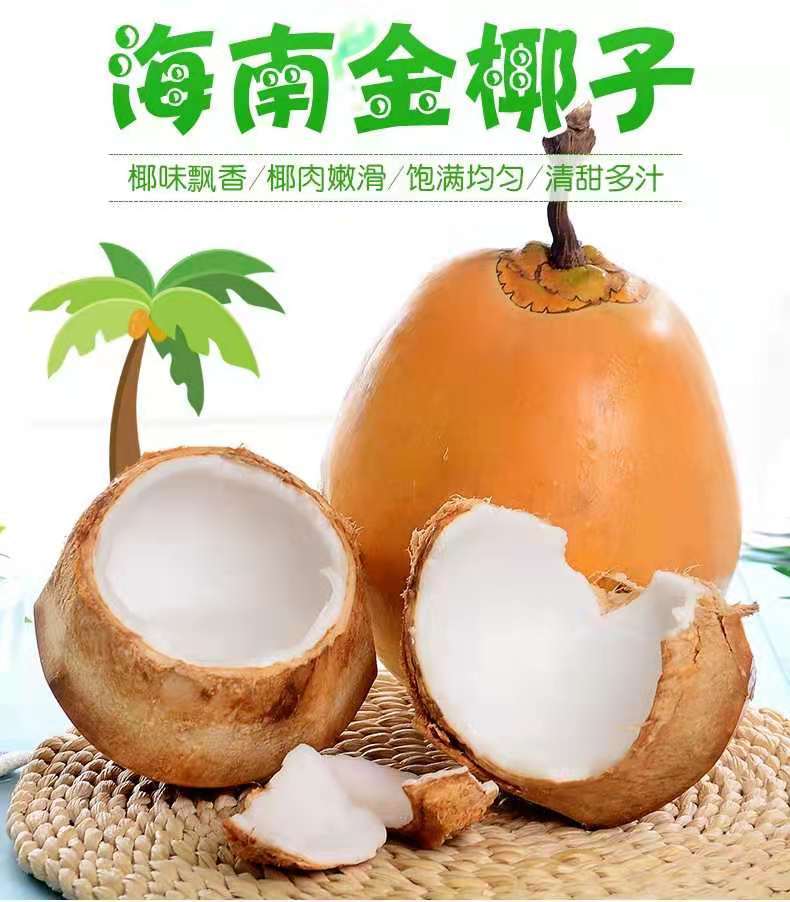 海南新鲜黄金椰子装金椰子现摘带皮发货2个装尝鲜装只吸管