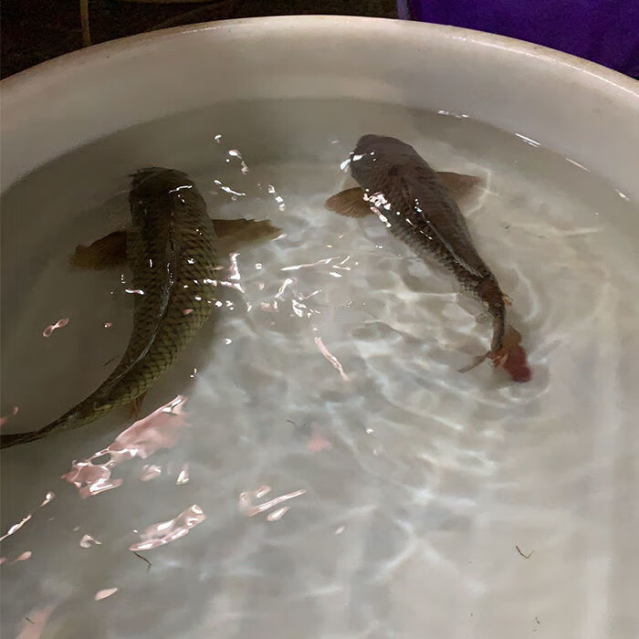 lism千岛湖正宗青鲤鱼鲜活大鲤鱼冷水现杀原生态无刺鱼肉活体生物4斤