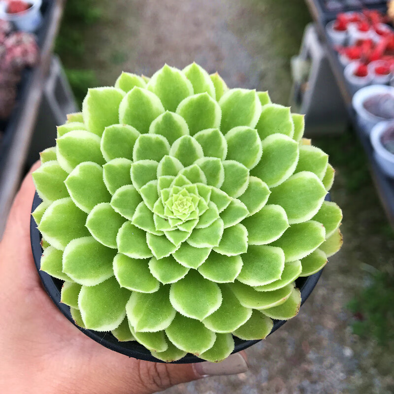 法师多肉植物花卉单头带根红覆轮铜壶欧紫黑暗萝莉新手好养铜壶单头10