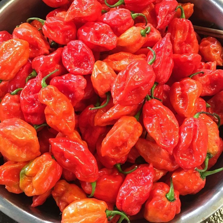 云南德宏特产魔鬼辣椒酱特辣涮涮辣酱变态辣烧烤蘸料剁椒酱象鼻辣魔鬼