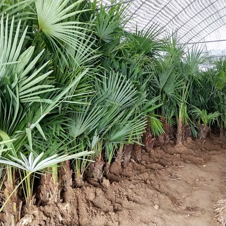棕榈树苗棕树苗棕榈苗扇子植物四季常青景观绿化庭院树苗耐寒 棕高80