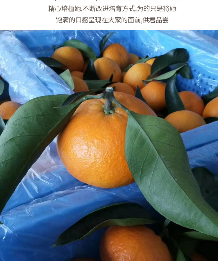 正宗象山红美人爱媛28号果冻橙柑橘新鲜水果浙江宁波红美人9斤精选果