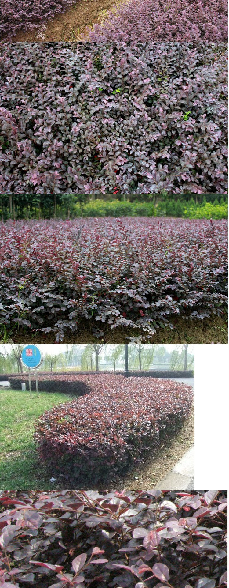 红花继木苗庭院绿化植物四季花卉苗灌木观赏绿篱工程红花继木球 80