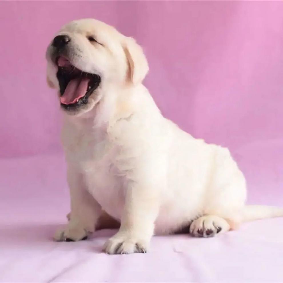 博美混血串串幼犬活体家庭犬宠物犬小体茶杯犬便宜狗狗活 柴犬混血 公