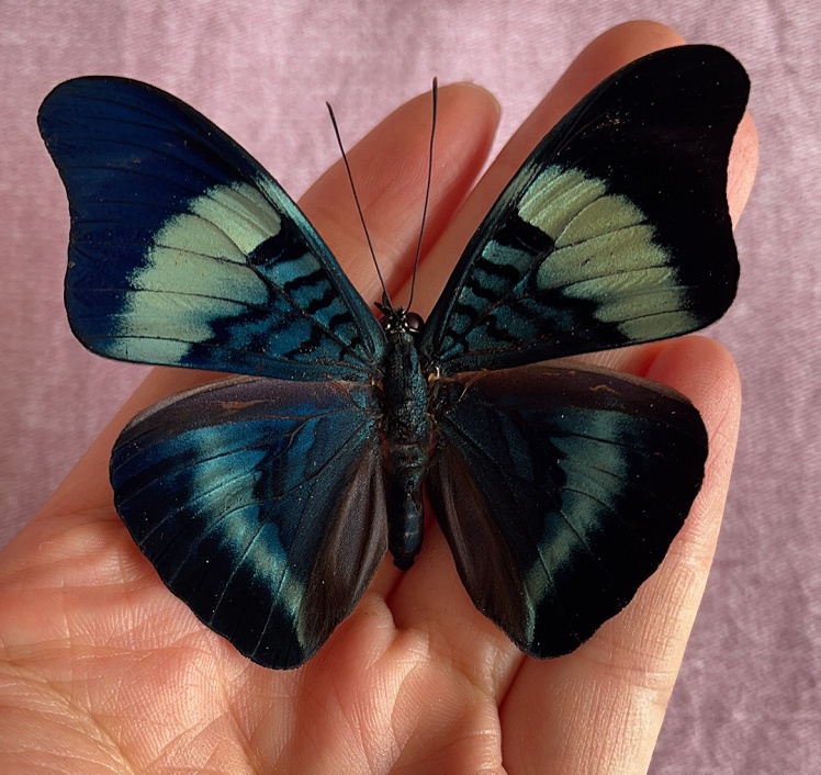 蝴蝶标本真蝴蝶矩蛱蝶panaceaprola原蝶未展翅真蝴蝶标本a1a1其他长