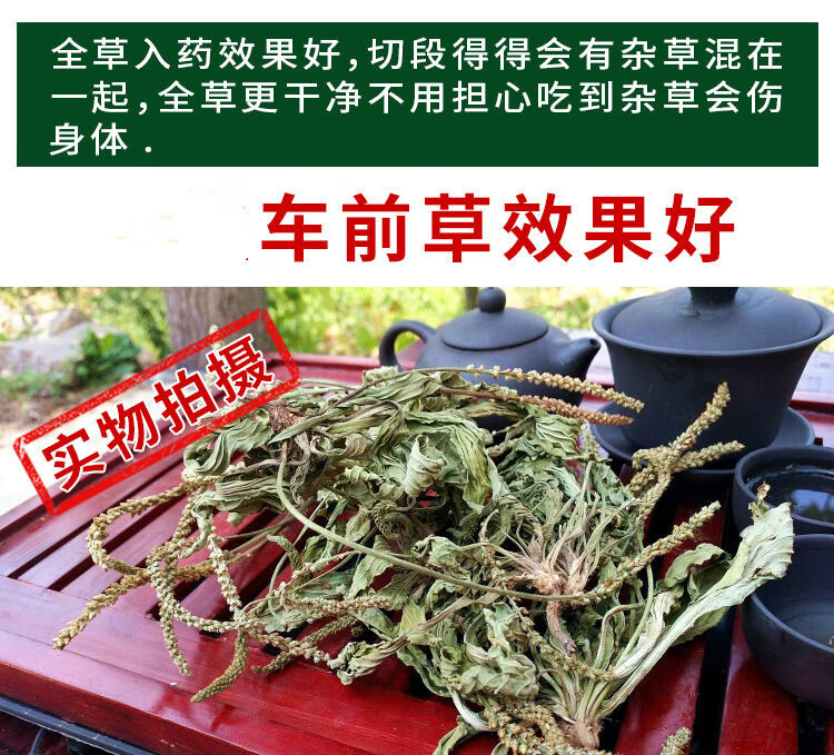 車前草幹車前草茶新鮮曬乾車輪菜整顆精選新貨可泡茶車前草250克整棵