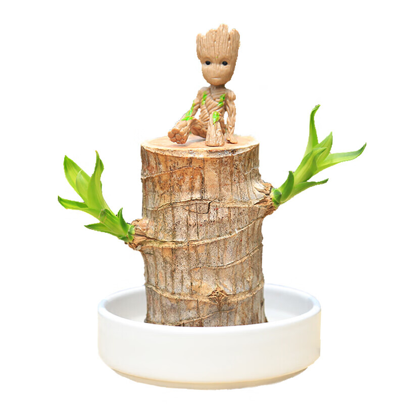 礼物款巴西木8cm 荷叶盆 格鲁特 小和尚和尚 营 含盆【图片 价格 品牌