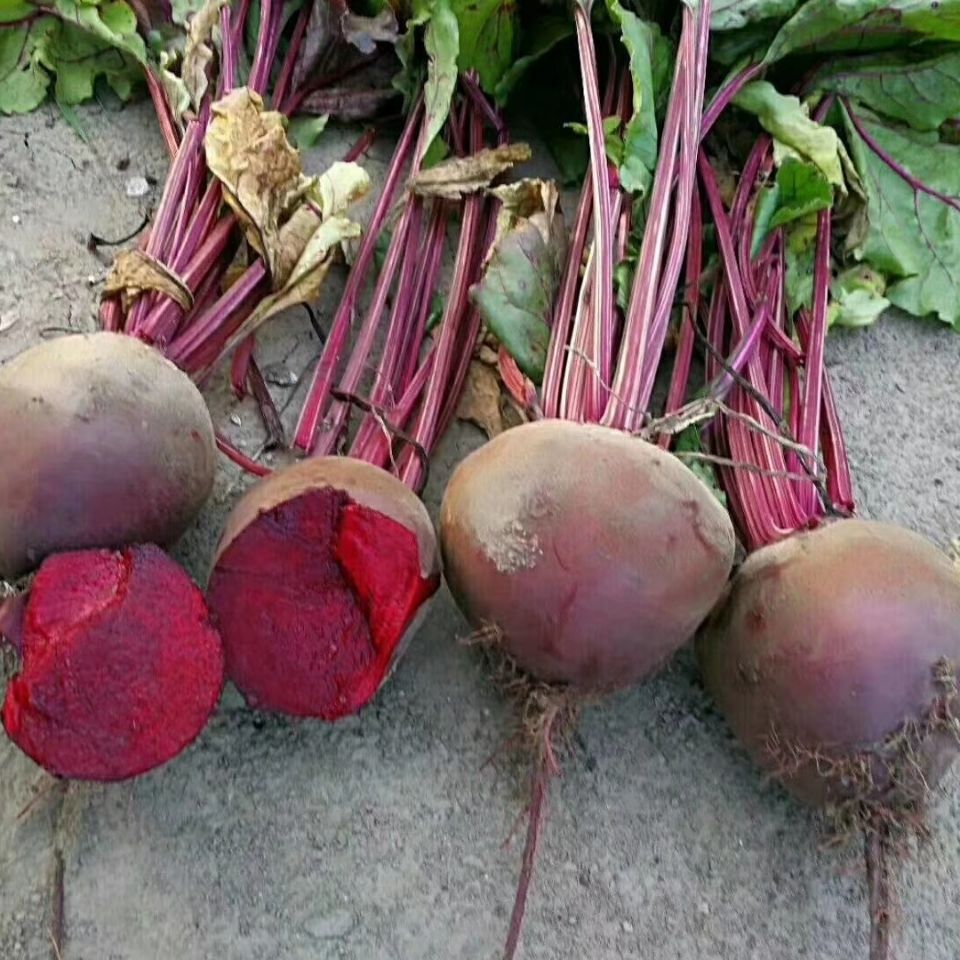 【现货现发】甜菜根5斤新鲜红心萝卜1斤小甜菜头红根农家蔬菜现拔紫
