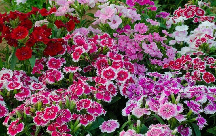 欧石竹花种初吻五彩石竹种子草坪常夏石竹花籽美国石竹花盆栽花乡古韵