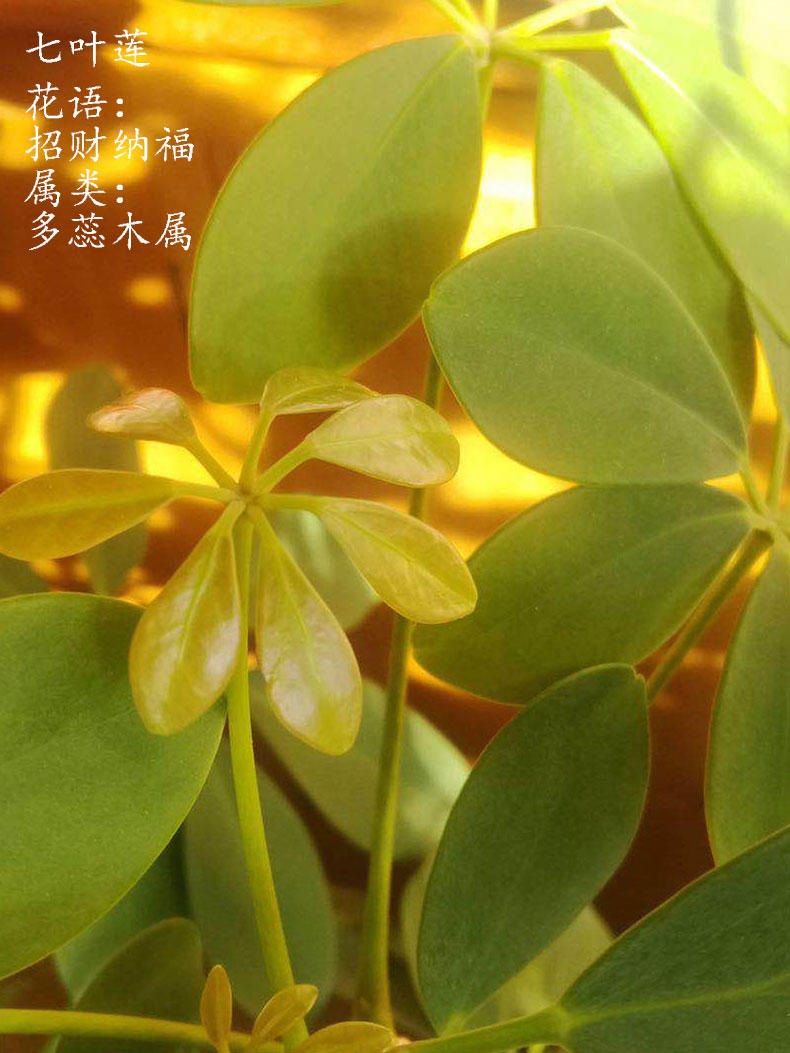 2022新 款可狄七叶莲鸭脚木盆栽幸运植物室内客厅四季常青鸭掌木鹅掌