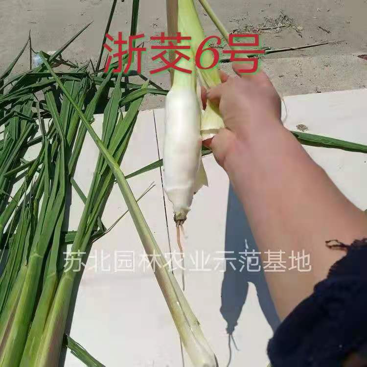 芊阙水生植物双季茭白苗早熟改良型现挖茭白苗茭笋苗茭瓜苗养虾养鱼浙