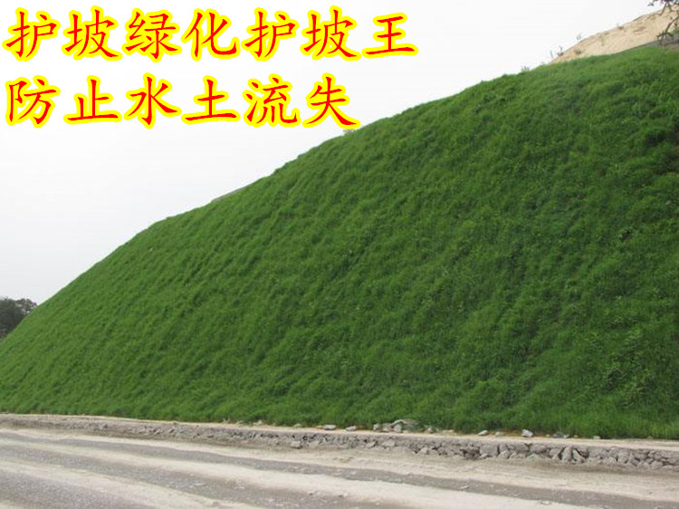 护坡固土草种护坡王草籽绿化草坪四季青耐旱抗热植物高速护坡草种护坡