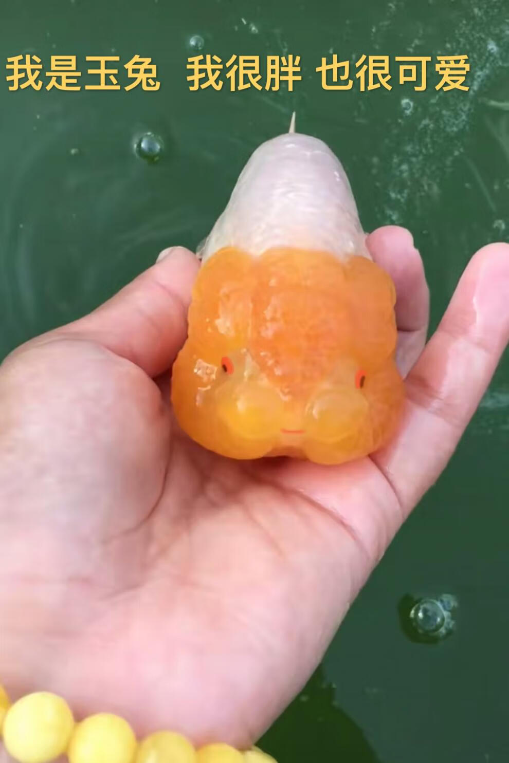 kjhgf精品兰寿 兰寿苗 玉兔兰寿红白活体好养金鱼观赏鱼冷水鱼 精品