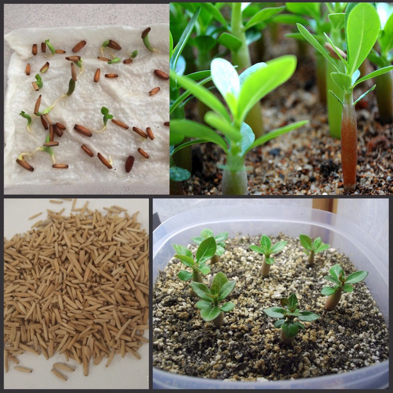 霜魄沙漠玫瑰种子高贵品种100粒沙漠玫瑰泰国进口种子2020年adenium