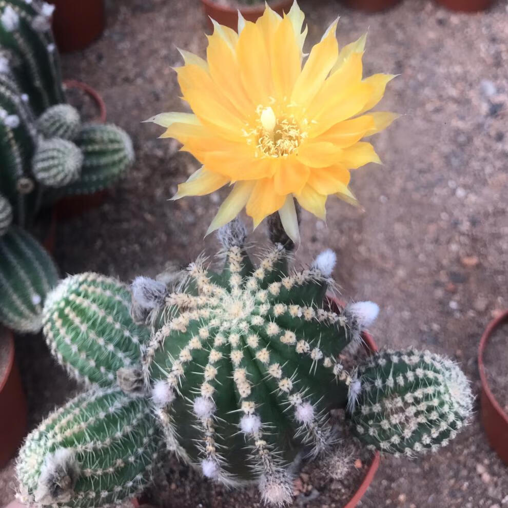 超大黑金刚仙人球易养室内阳台含盆带土栽好 金刚锦16-17高 带盆栽好