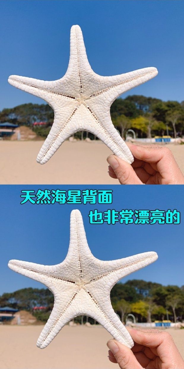 天然海星小孩禮物大霸王海星彩色海星海邊小禮物家居地臺貼牆裝飾品